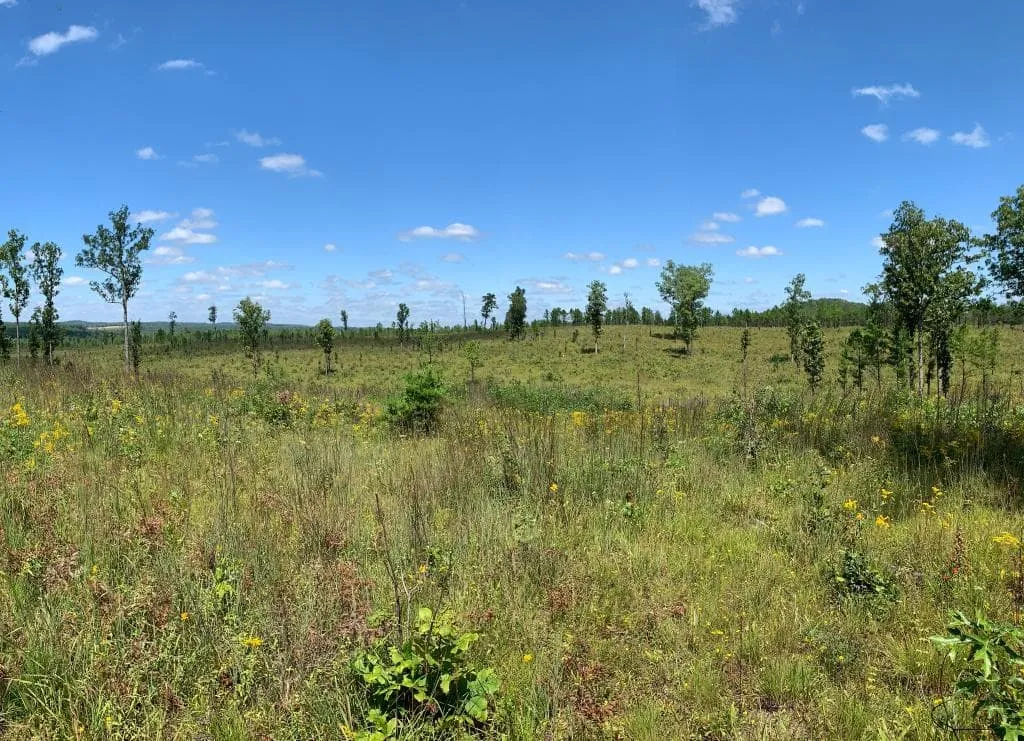 Open savanna-like growth across the Catoosa Wildlife Management Area