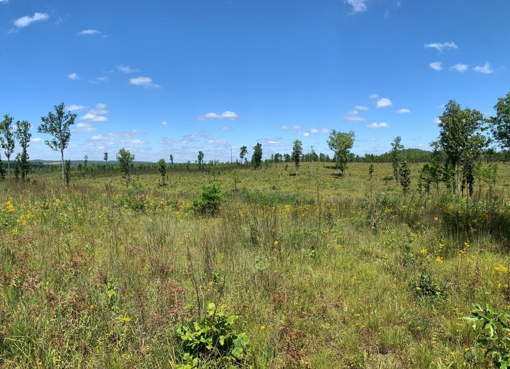 Historic Catoosa savanna